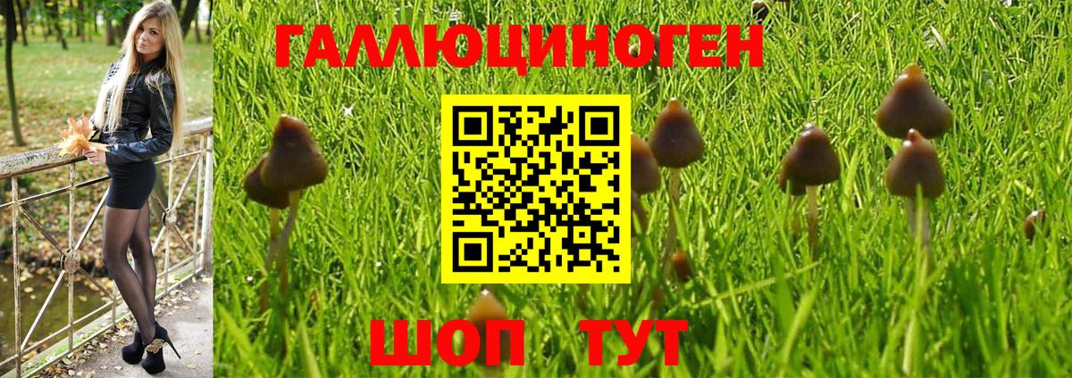 Азов  Псилоцибиновые грибы Psilocybine cubensis  Вход с VPN 